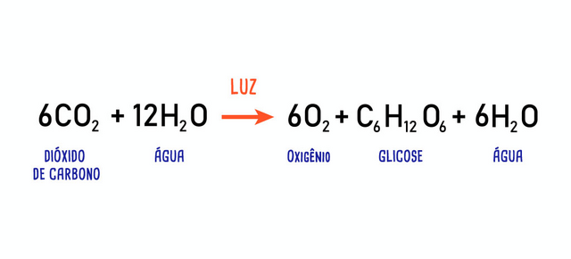 Equação da fotossíntese